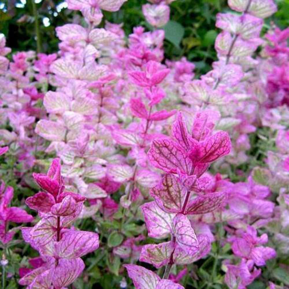 Pink Clary Sage Seeds