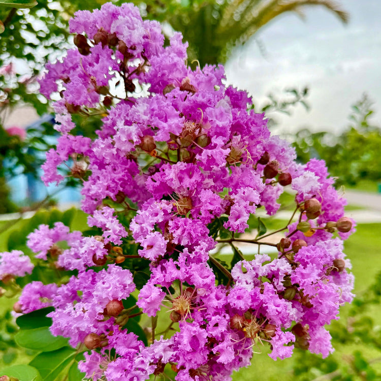 Pink Crepe Myrtle Seeds 