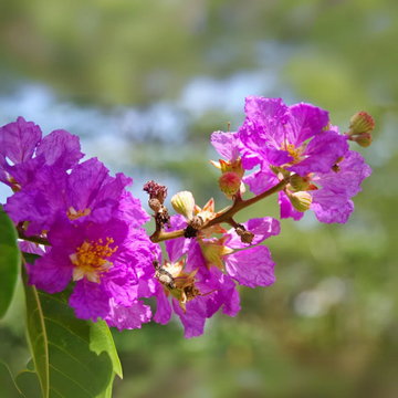Pink Crepe Myrtle Seeds 