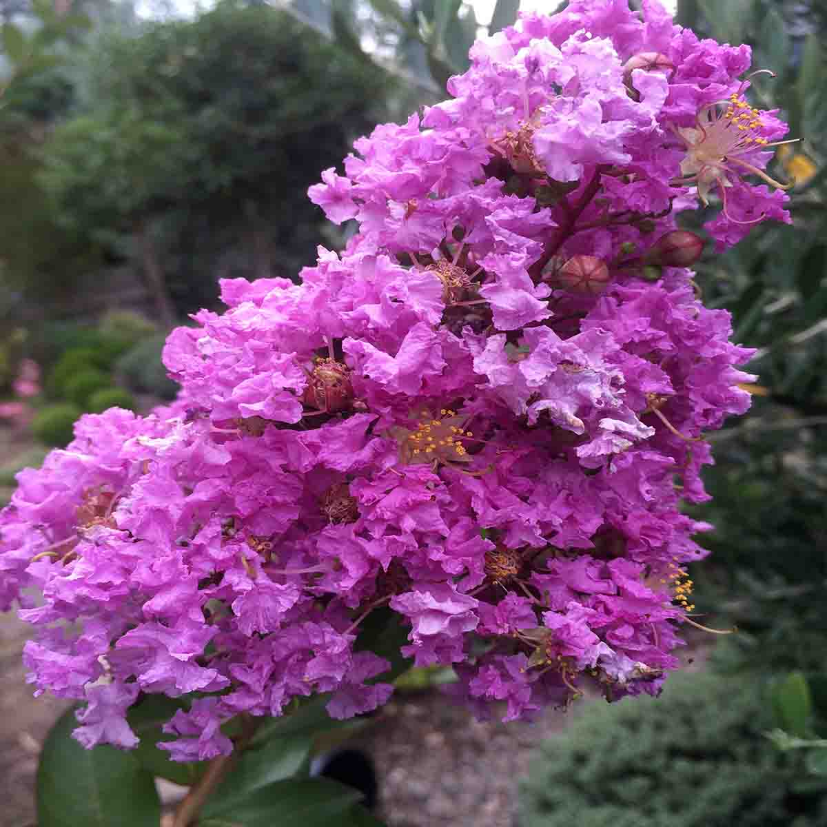Pink Crepe Myrtle Seeds 