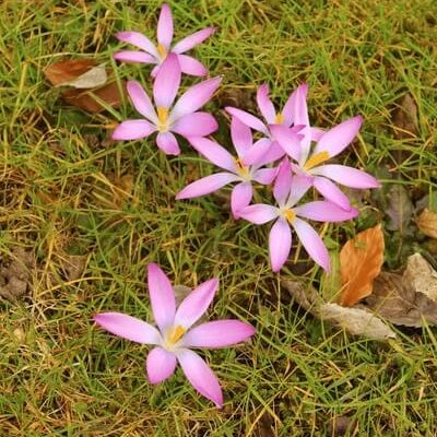Pink Crocus Seeds