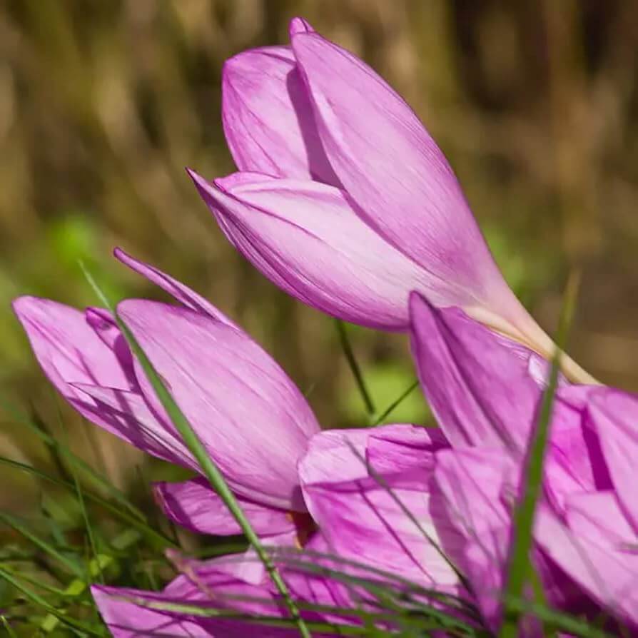 Pink Crocus Seeds