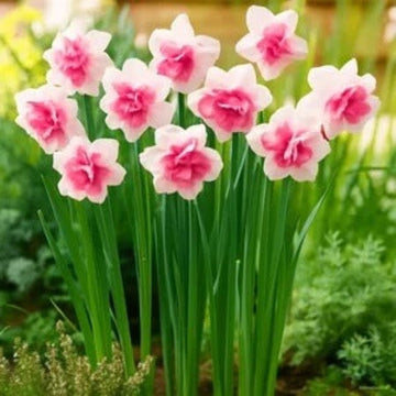 Pink Daffodils Seeds