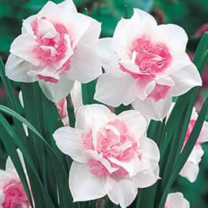 Pink Daffodils Seeds