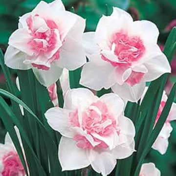 Pink Daffodils Seeds