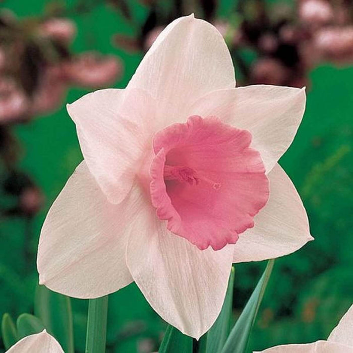 Pink Daffodils Seeds