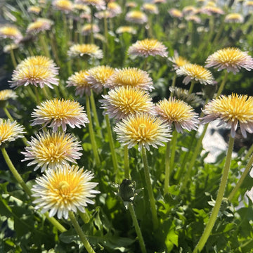 Pink Dandelion Seeds
