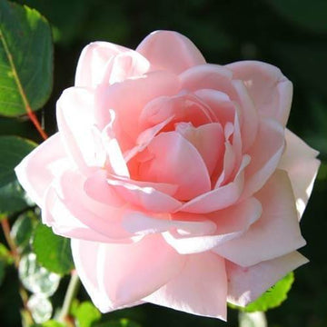 Pink Dawn Rose Seeds - Flower Plant