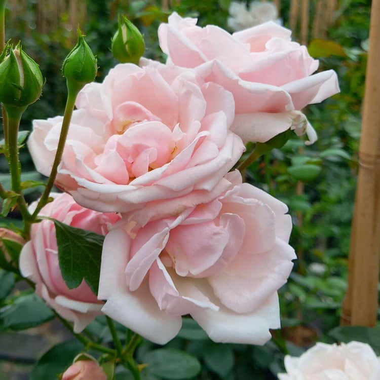 Pink Dawn Rose Seeds - Flower Plant
