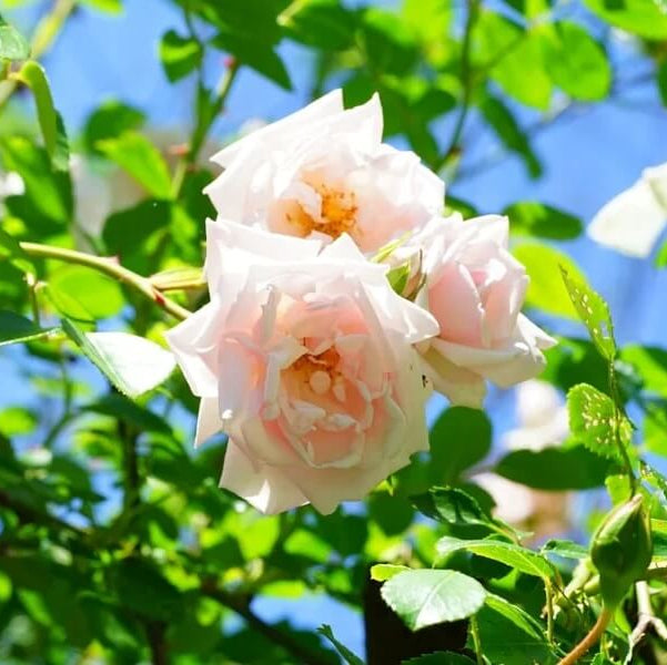 Pink Dawn Rose Seeds - Flower Plant