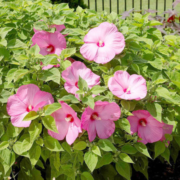 Pink Dinner Plate Hibiscus Seeds 