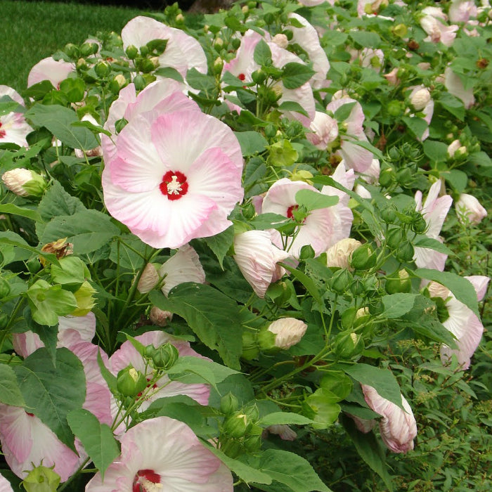 Pink Dinner Plate Hibiscus Seeds 