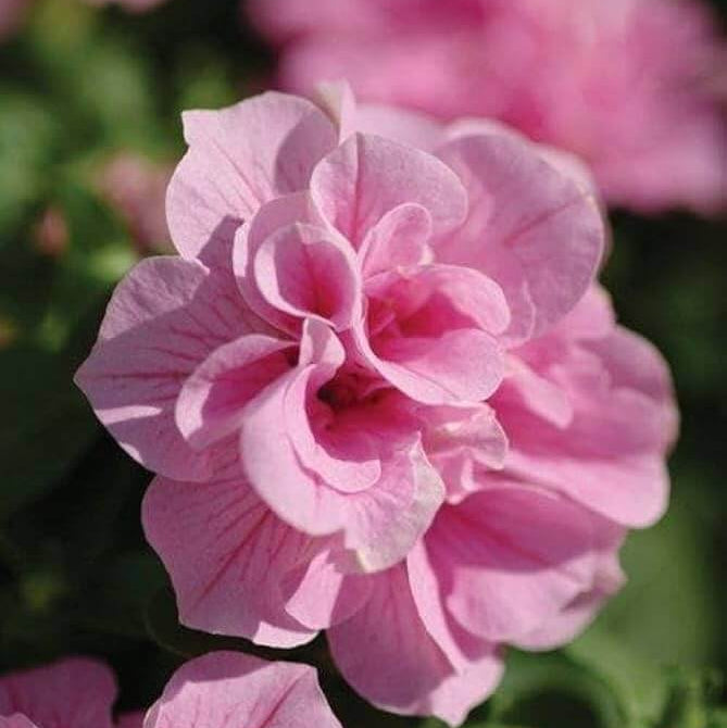 Pink Double Petals Daffodils Seeds