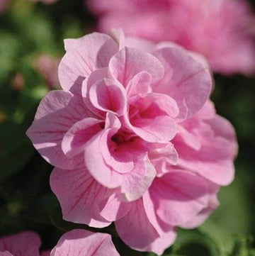 Pink Double Petals Daffodils Seeds