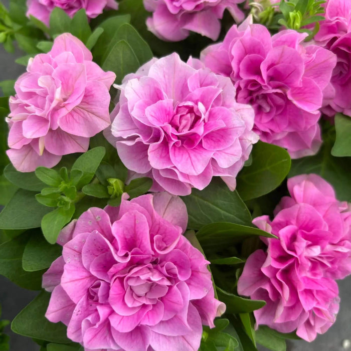 Pink Double Petals Daffodils Seeds