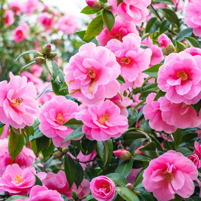 Pink Double Petals Daffodils Seeds