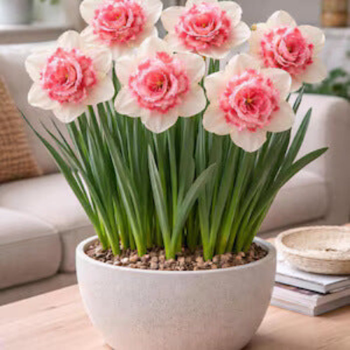 Pink Double Petals Narcissus Daffodil Seeds