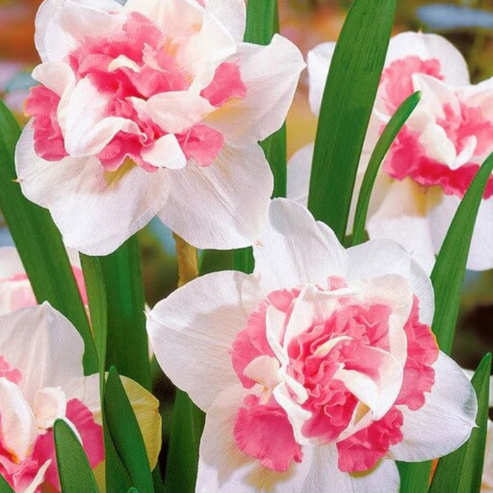 Pink Double Petals Narcissus Daffodil Seeds