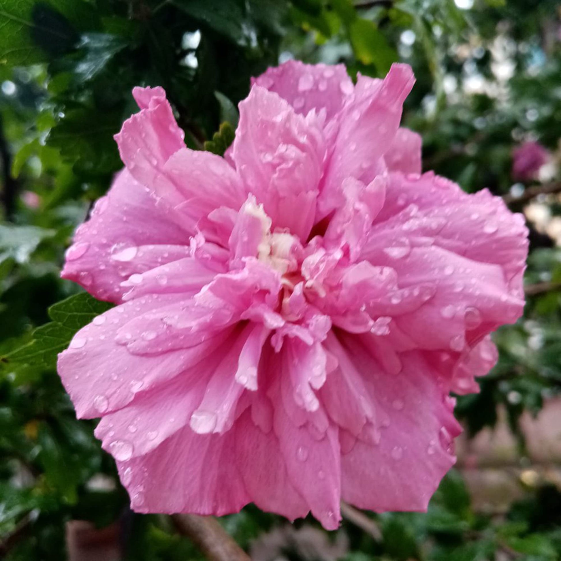 Pink Double Rose of Sharon Seeds