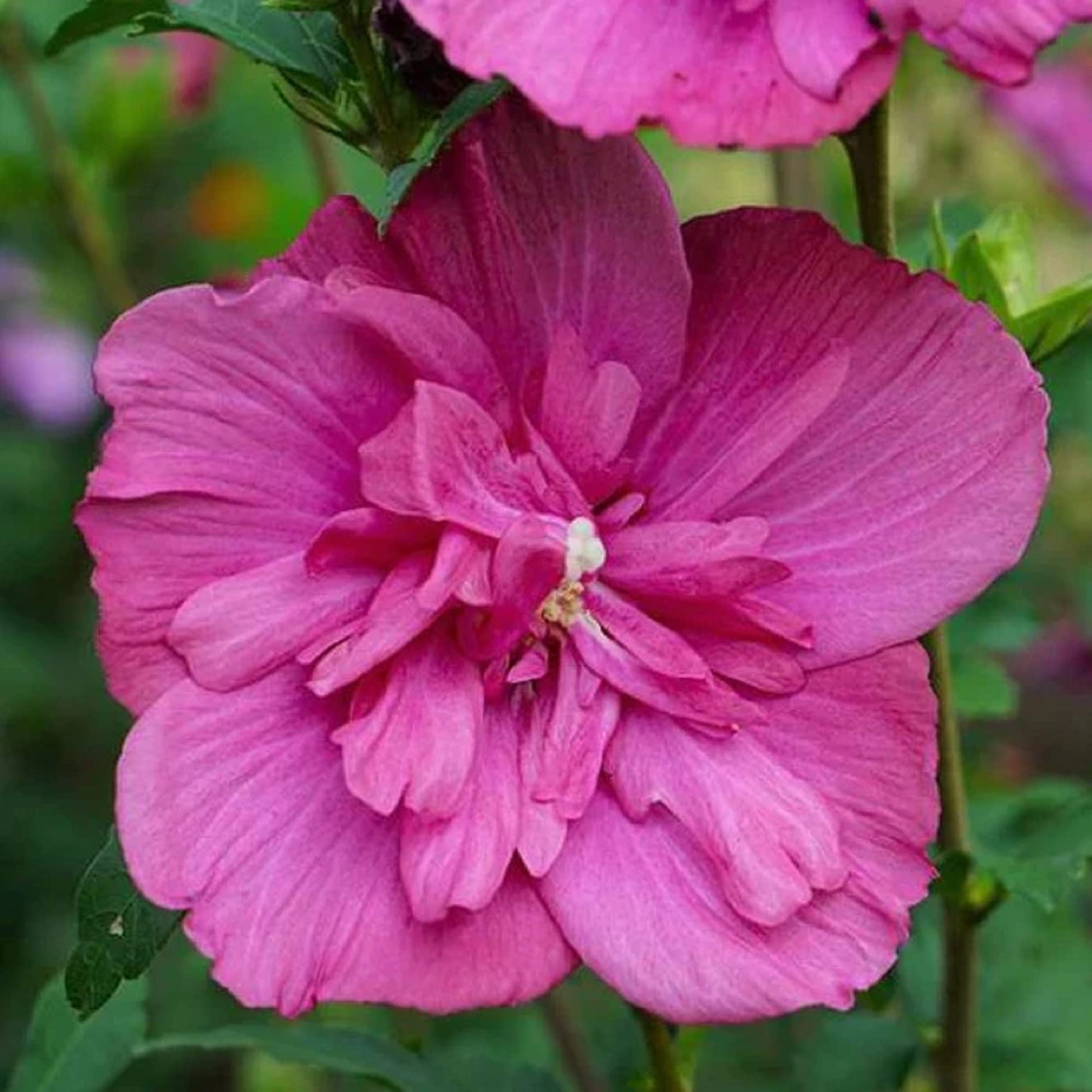 Pink Double Rose of Sharon Seeds