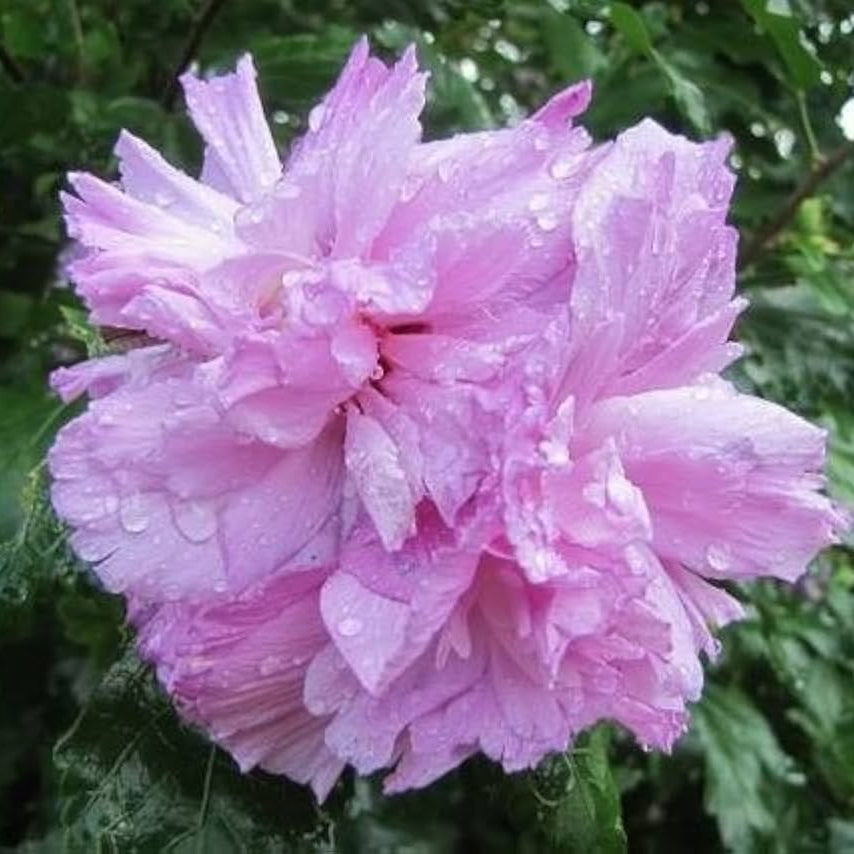 Pink Double Rose of Sharon Seeds