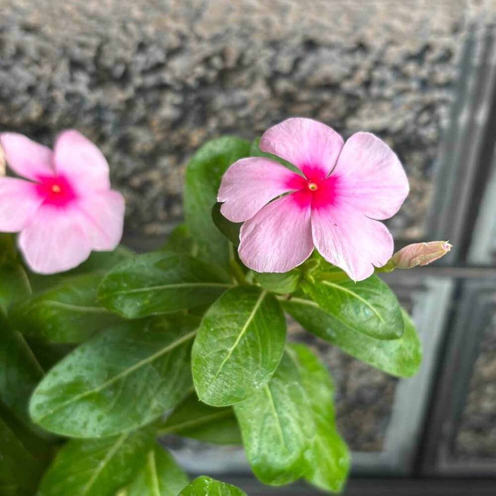 Pink Dwarf Rose Periwinkle Seeds - Flower Plant