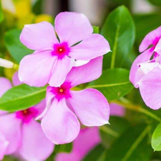 Pink Dwarf Rose Periwinkle Seeds - Flower Plant