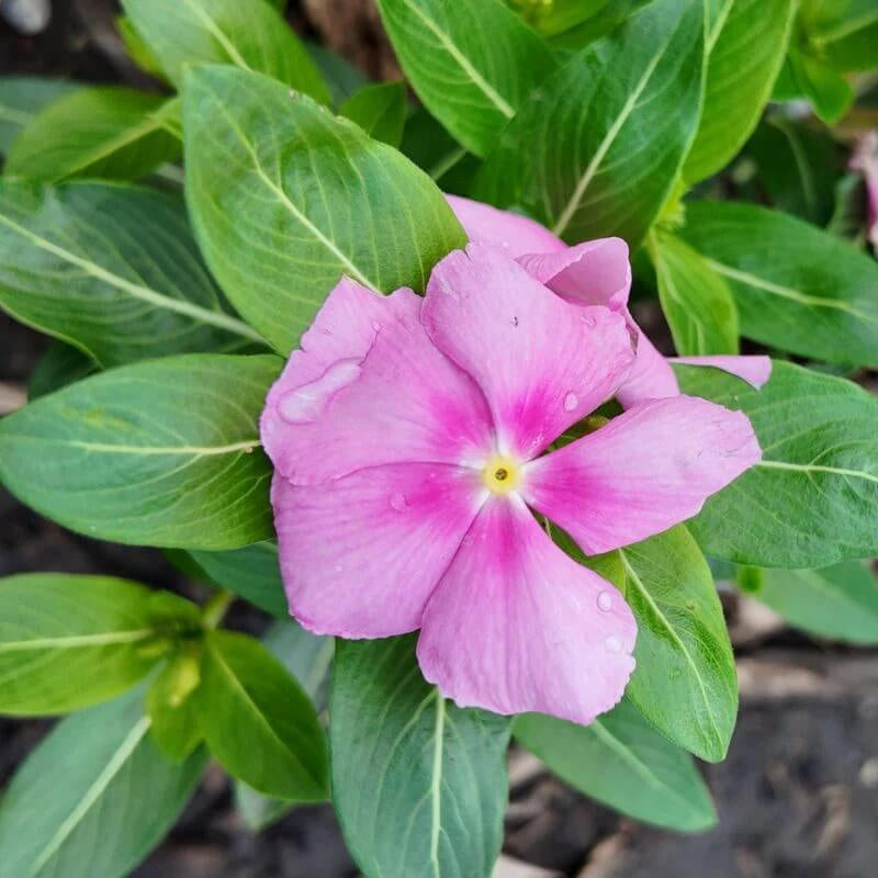 Pink Dwarf Rose Periwinkle Seeds - Flower Plant
