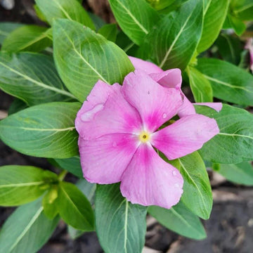 Pink Dwarf Rose Periwinkle Seeds - Flower Plant