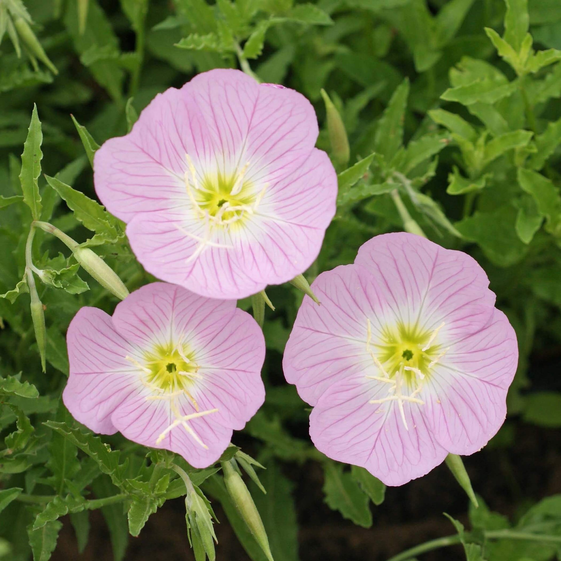 Pink Evening Primrose Seeds