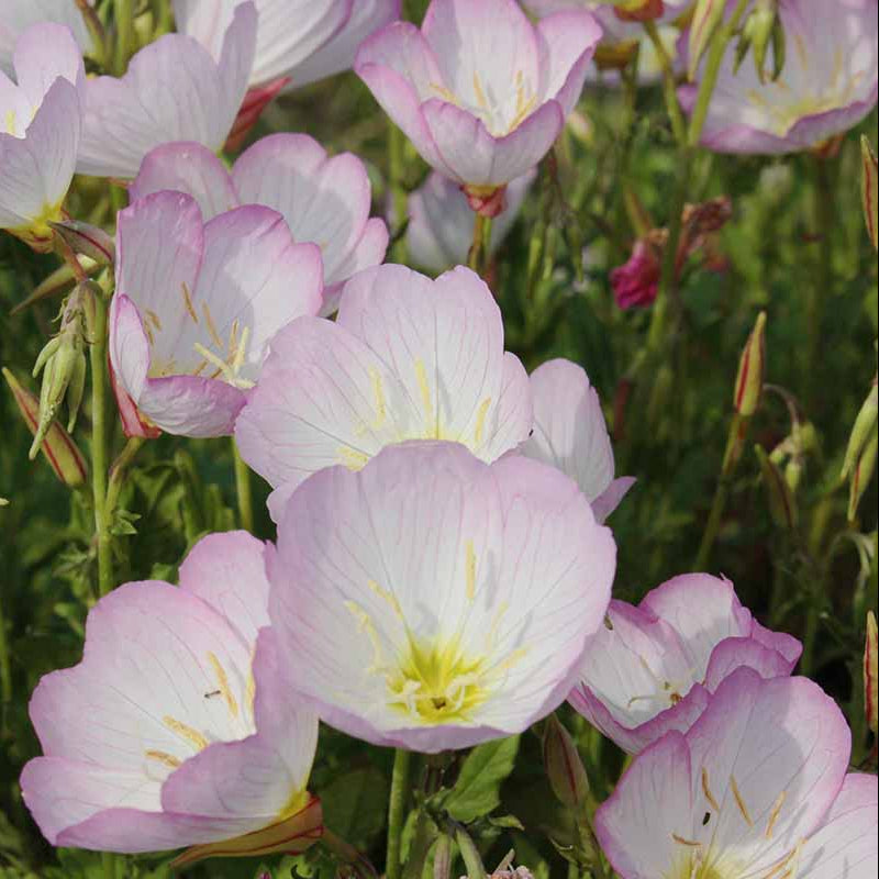 Pink Evening Primrose Seeds