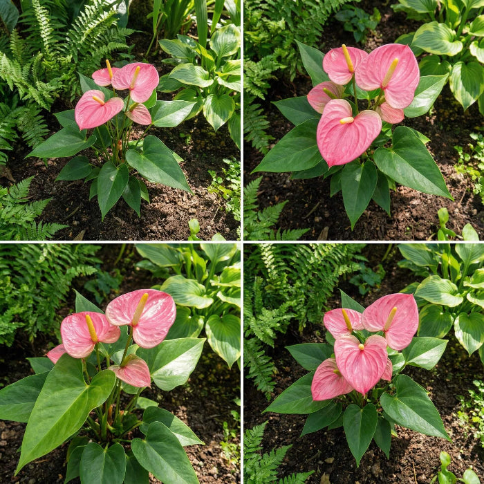 Pink Exotic bloom anthurium Seeds 
