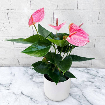 Pink Exotic bloom anthurium Seeds 