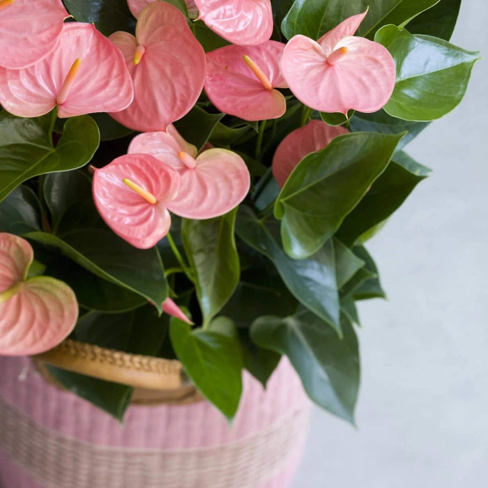 Pink Exotic bloom anthurium Seeds 