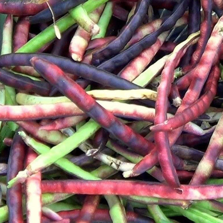 Pink Eyed Purple Hull Cowpea Seeds - Vegetable Plant