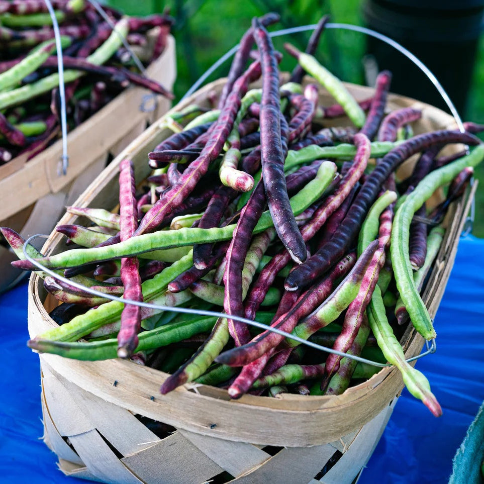 Pink Eyed Purple Hull Cowpea Seeds - Vegetable Plant