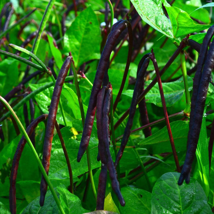 Pink Eyed Purple Hull Cowpea Seeds - Vegetable Plant