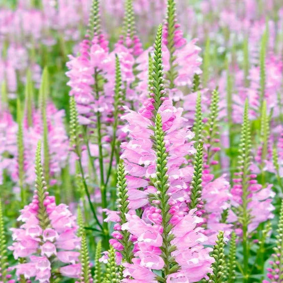 Pink False Dragonhead Seeds