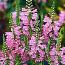 Pink False Dragonhead Seeds