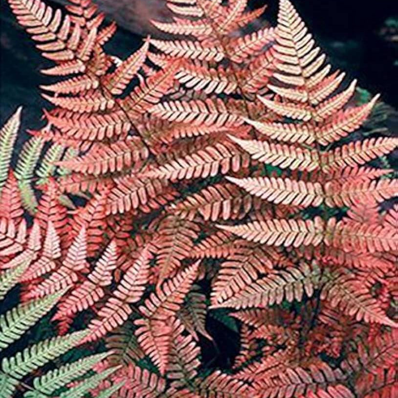 Pink Fern Seeds