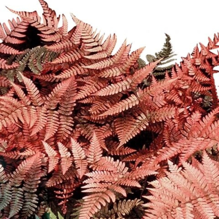 Pink Fern Seeds