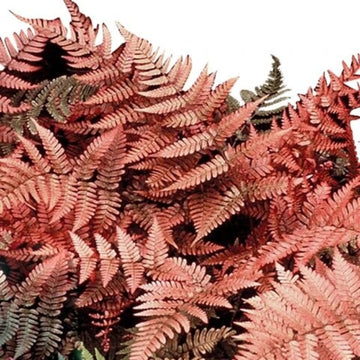 Pink Fern Seeds