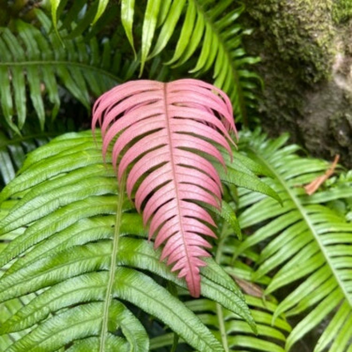 Pink Fern Seeds