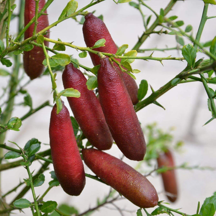 Pink Finger Lime Seeds