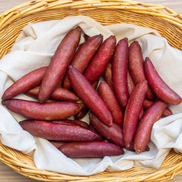 Pink Finger Lime Seeds