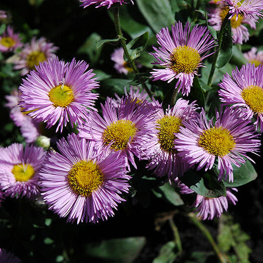 Pink Fleabane Daisy Seeds