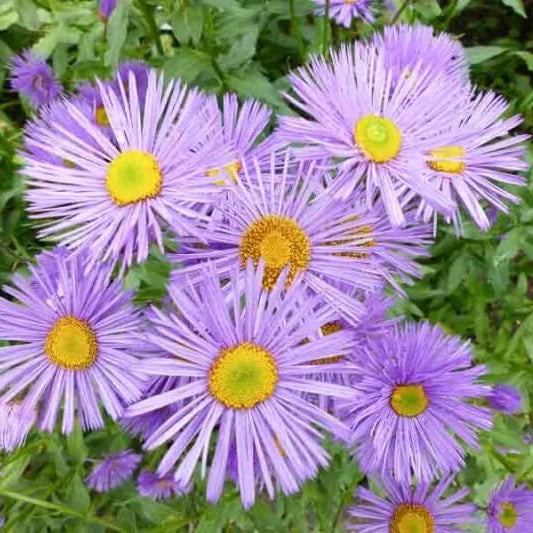 Pink Fleabane Daisy Seeds