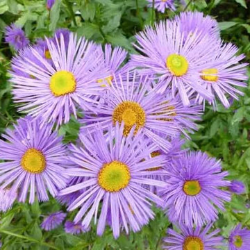 Pink Fleabane Daisy Seeds