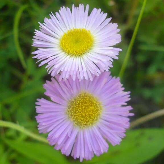 Pink Fleabane Daisy Seeds