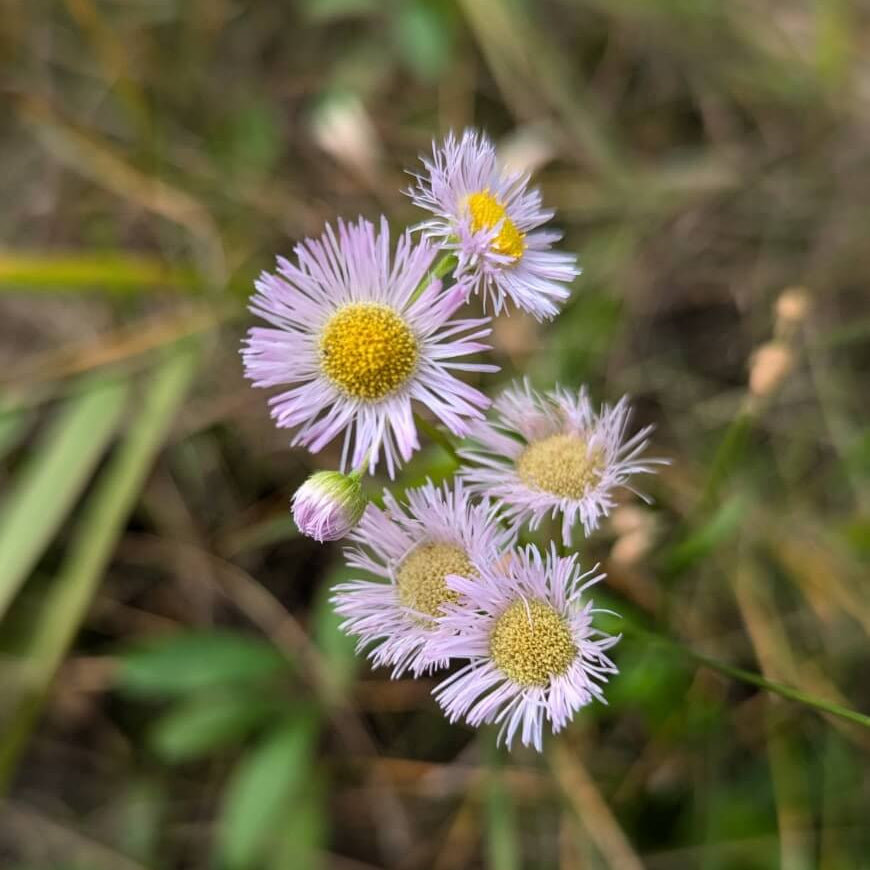 Pink Fleabane Daisy Seeds